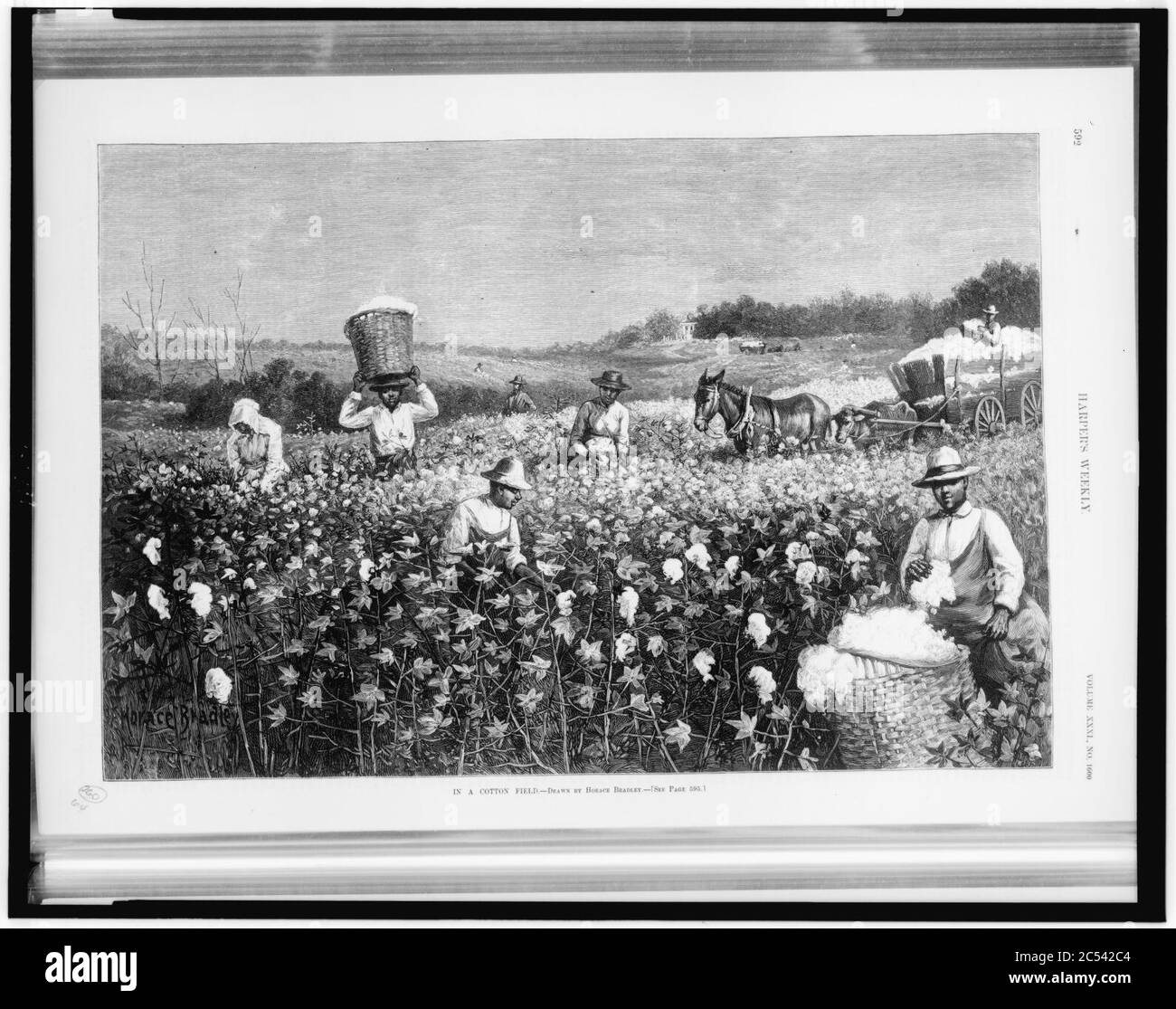 In a cotton field drawn by Horace Bradley Stock Photo Alamy