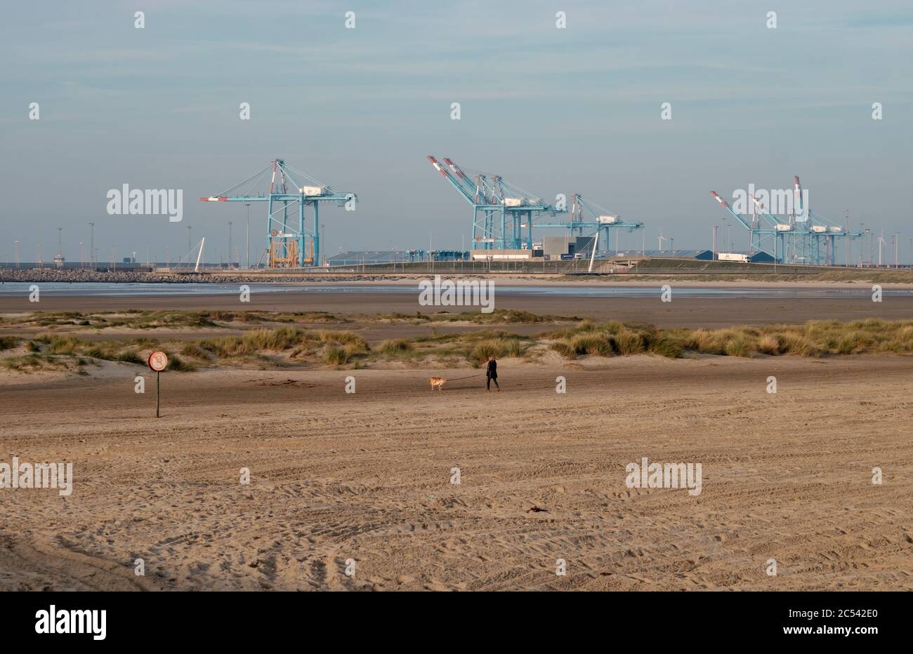 Woman walking her dog in on the beach of Zeebrugge, with mighty port cranes in the background Stock Photo