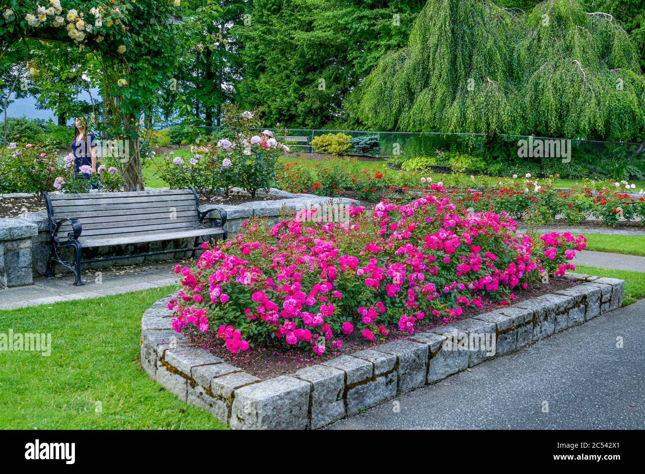 Centennial Rose Garden, Burnaby Mountain, British Columbia, Canada Stock Photo