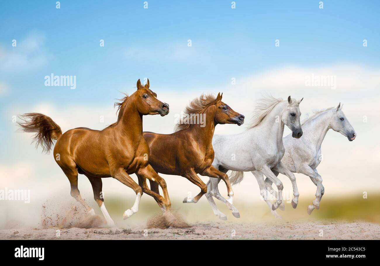 Wild arabian stallions running together in herd on a wild. Purebred arabian horses galloping in wild prairies together. Wild horses running on freedom Stock Photo