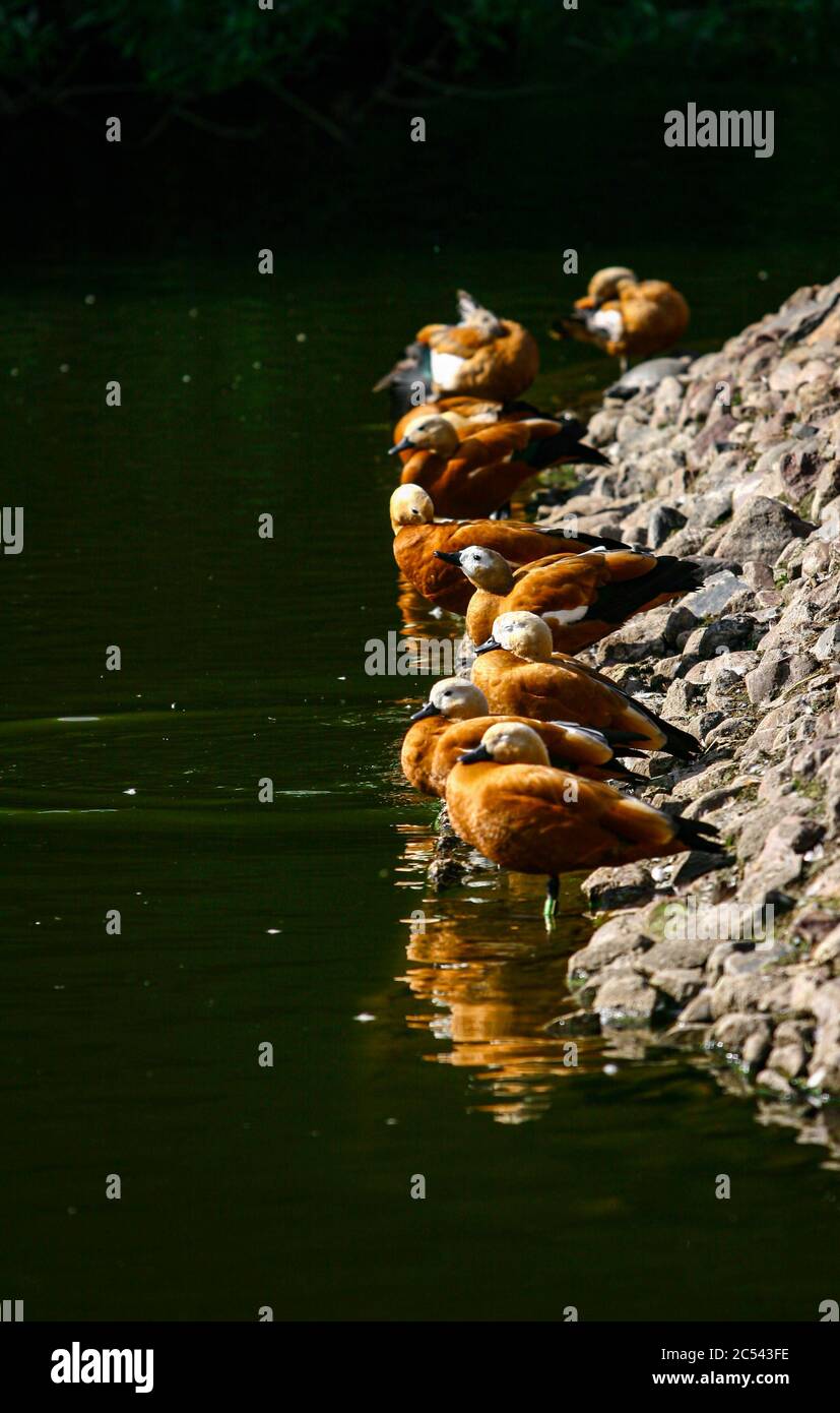 Ruddy shelducks or ogar ducks. Lat. Tadorna ferruginea. by the water in summer. Wild duck having rest near the watering place, Wild birds sitting by e Stock Photo