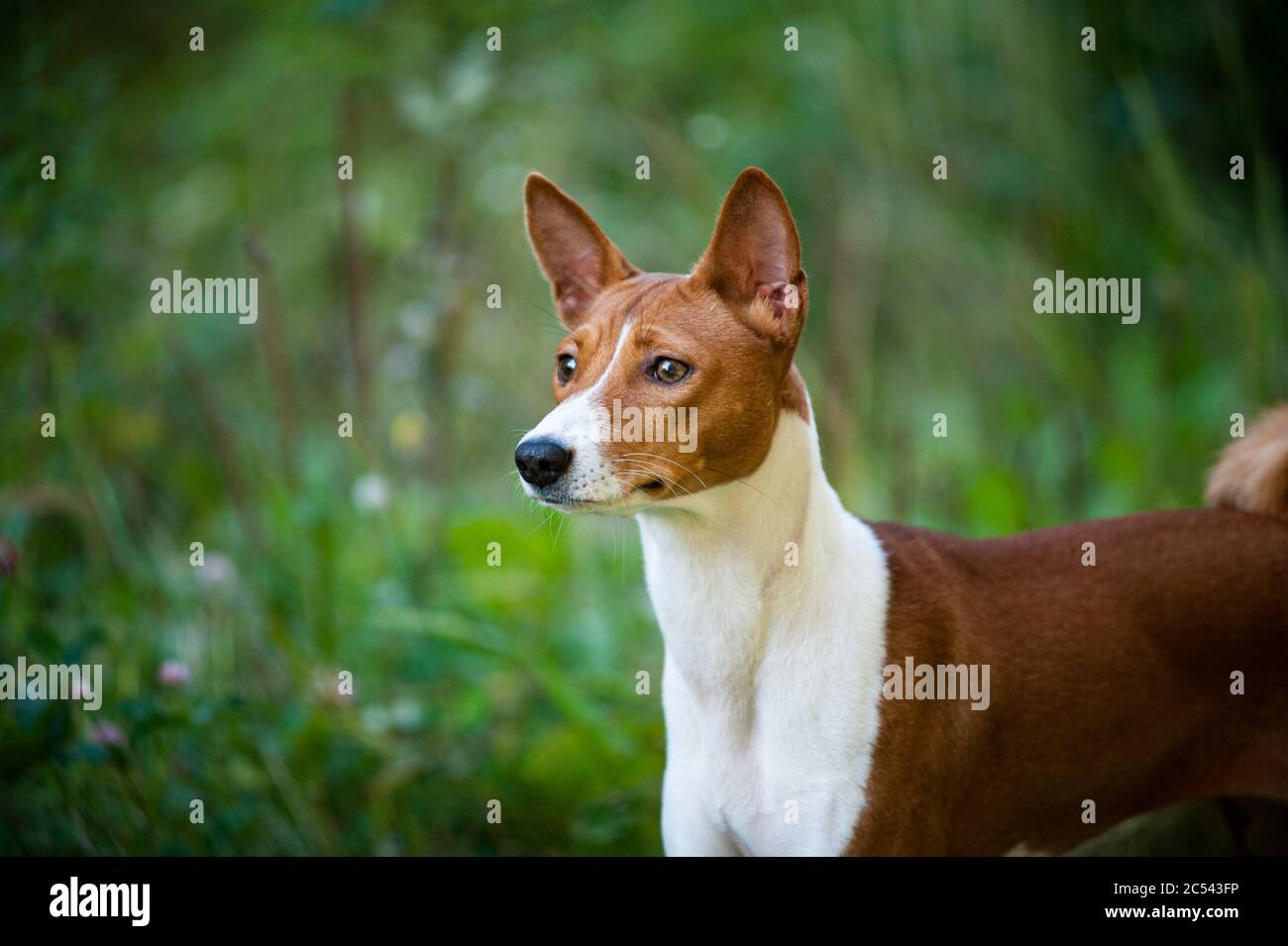 Red basenji dog portrait  in summer background. Stock Photo