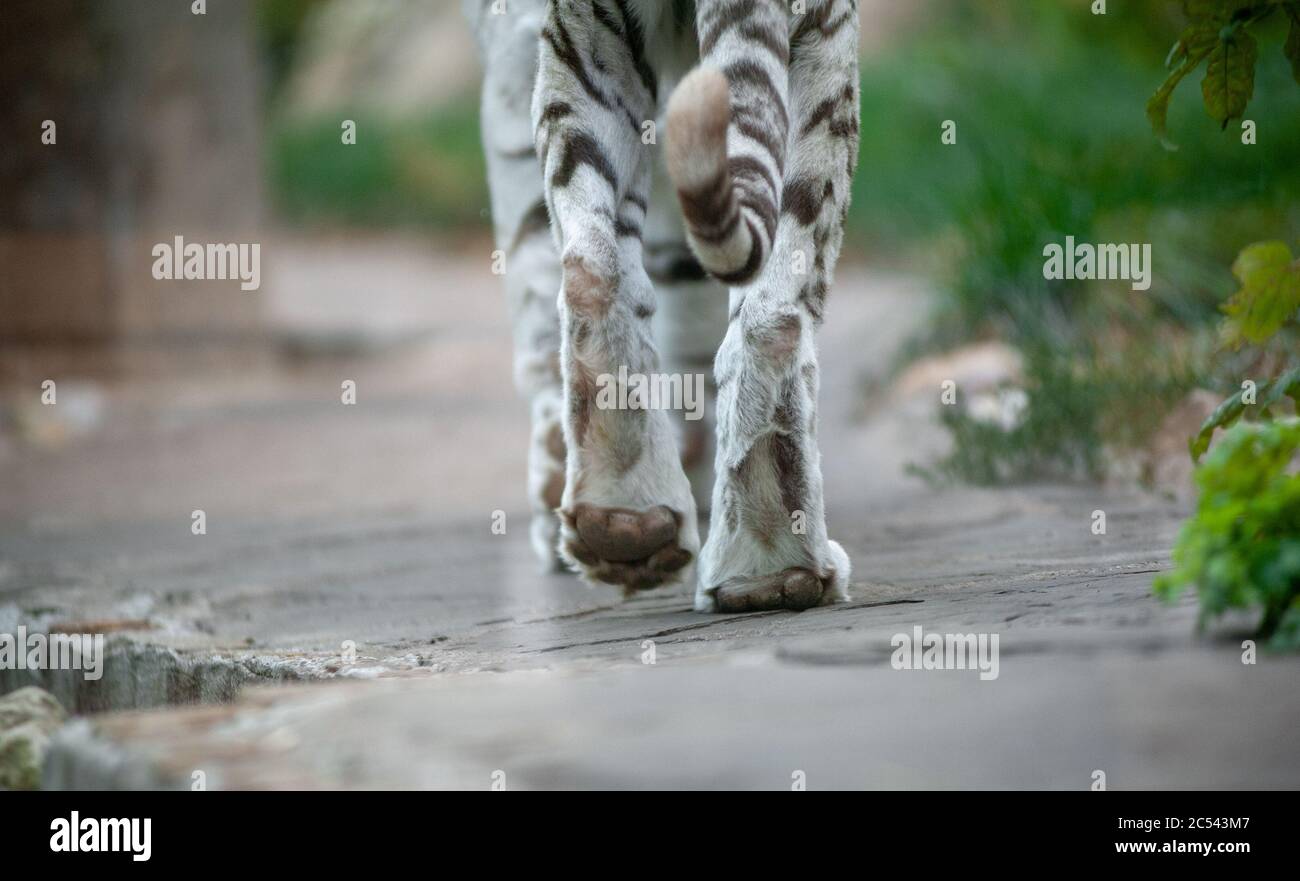 White tiger walking away outdoors. Wild animals theme. Wild big cat on nature. Bengal tiger Stock Photo