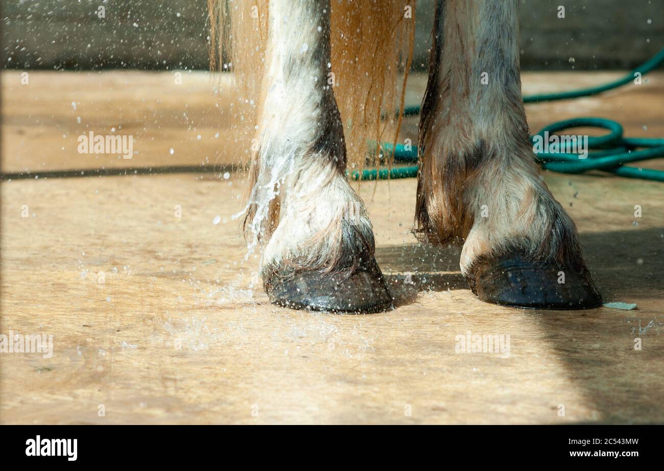 Shire horse hooves hires stock photography and images Alamy
