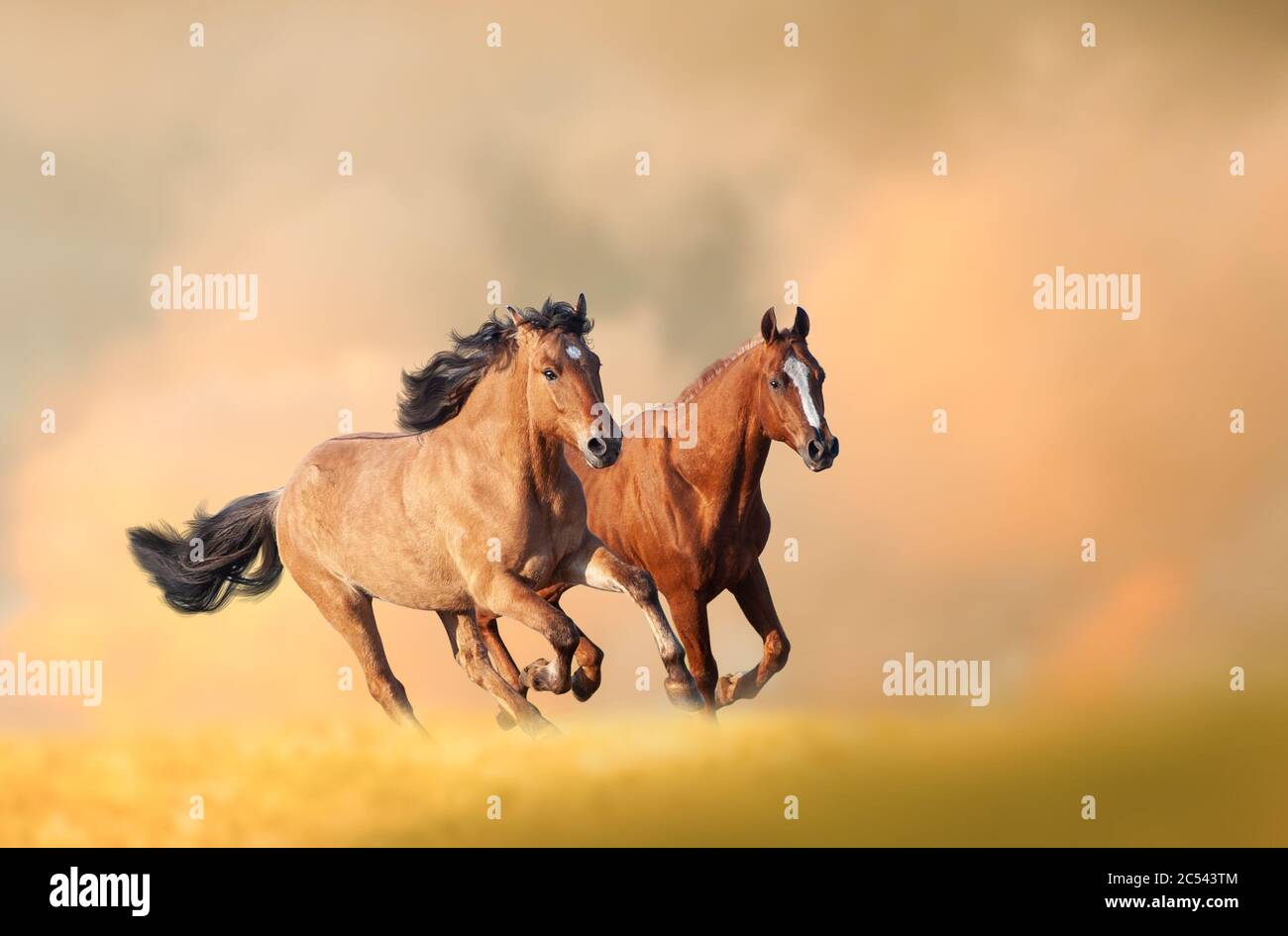 Horses Running In Autumn Background Beautiful Wild Chestnut Horses Running Fast Animal Theme Background Stock Photo Alamy