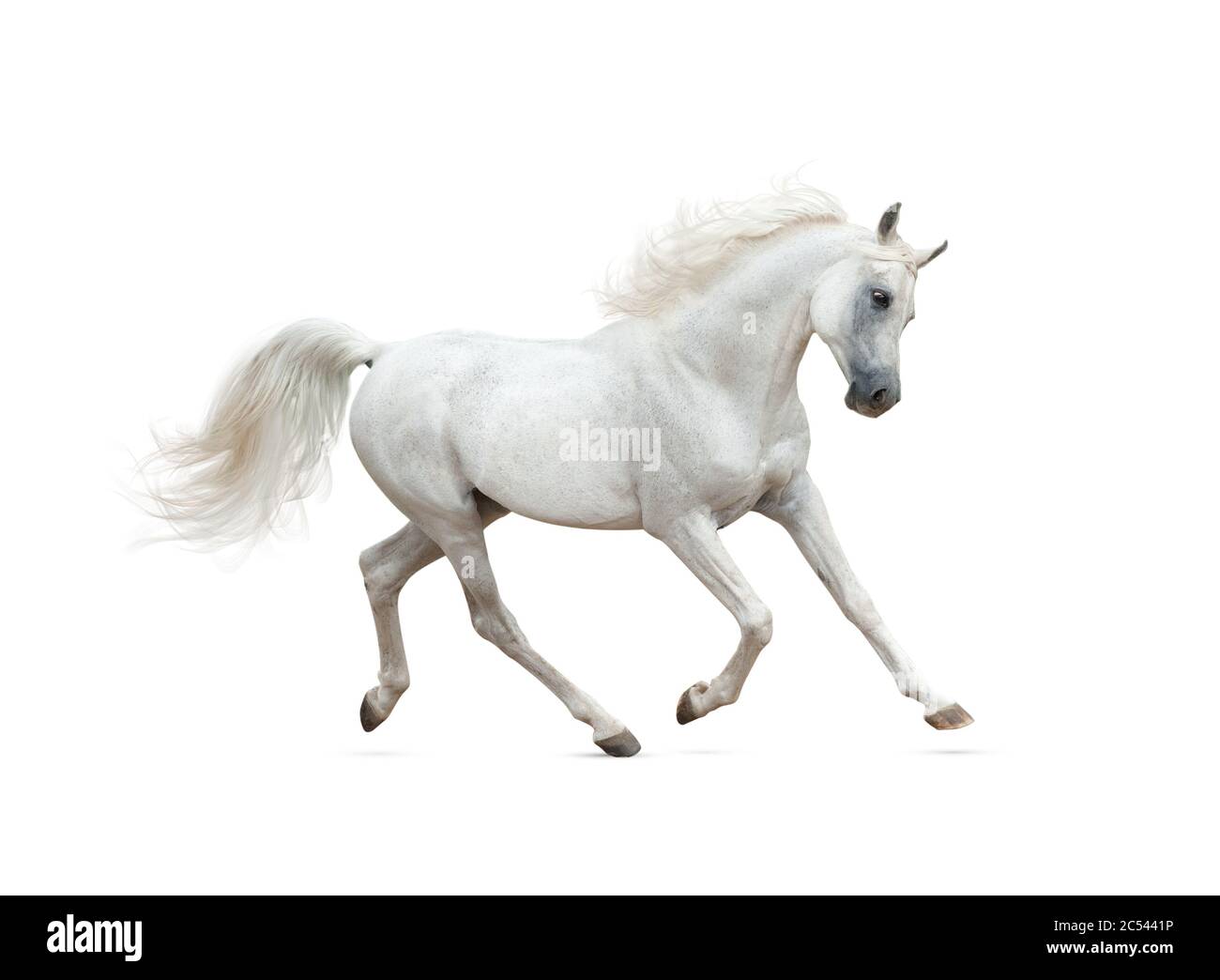 Snow white arabian stallin running isolated over a white. Gray arab horse trotting. Animal isolate Stock Photo