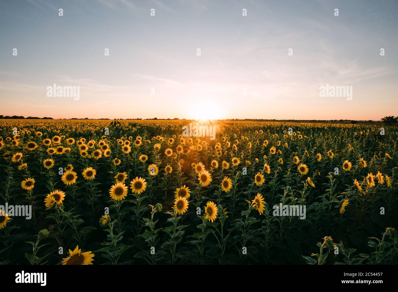 Sunflowers in a sunflower field in Whitewright, TX, on June 22, 2020