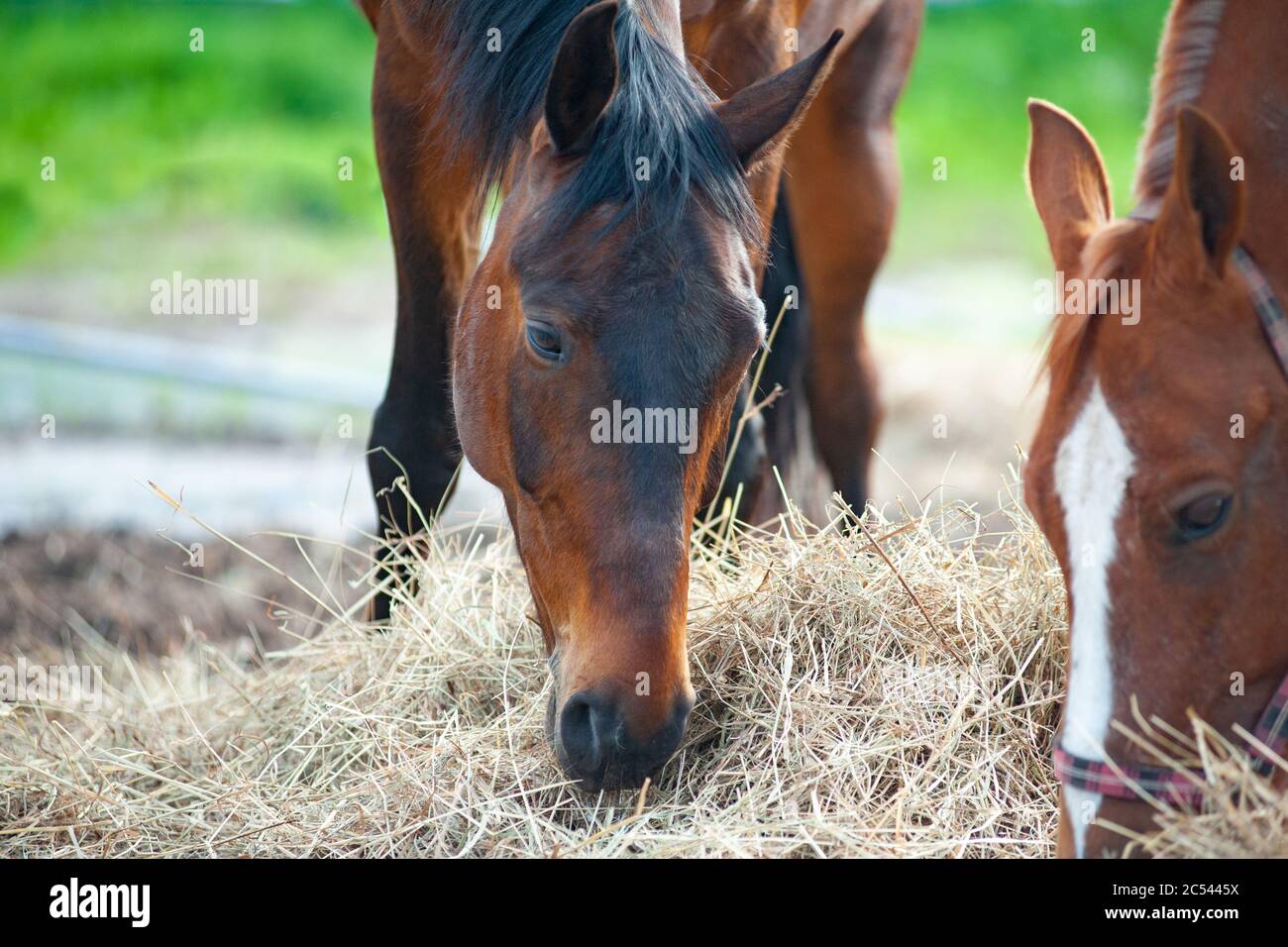 Pure blood horses hi-res stock photography and images - Alamy