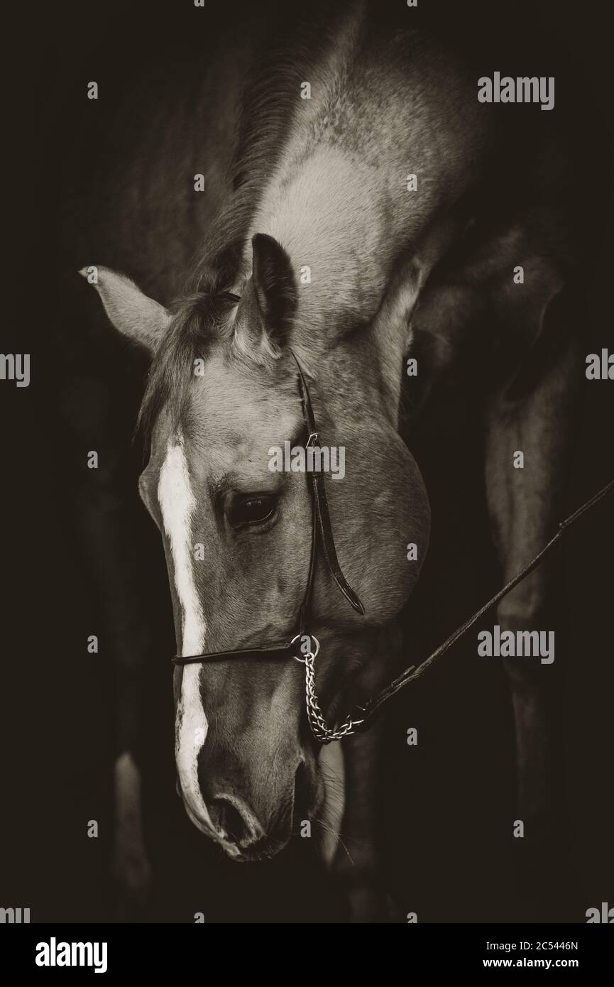 Beautiful horse portrait in low key style, horse in the dark. Vertical horse shot. Horse in harness Stock Photo