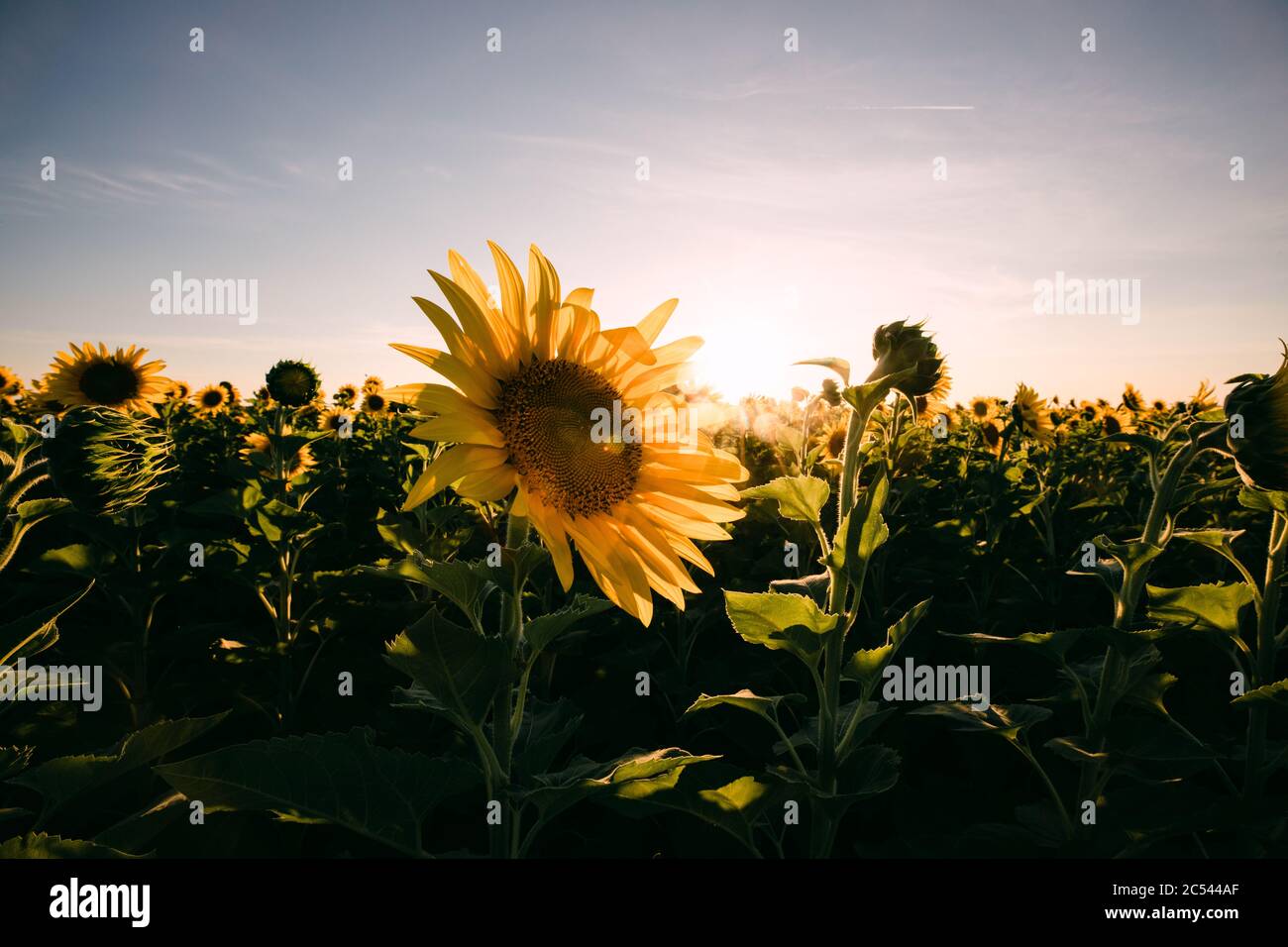 Sunflowers in a sunflower field in Whitewright, TX, on June 22, 2020