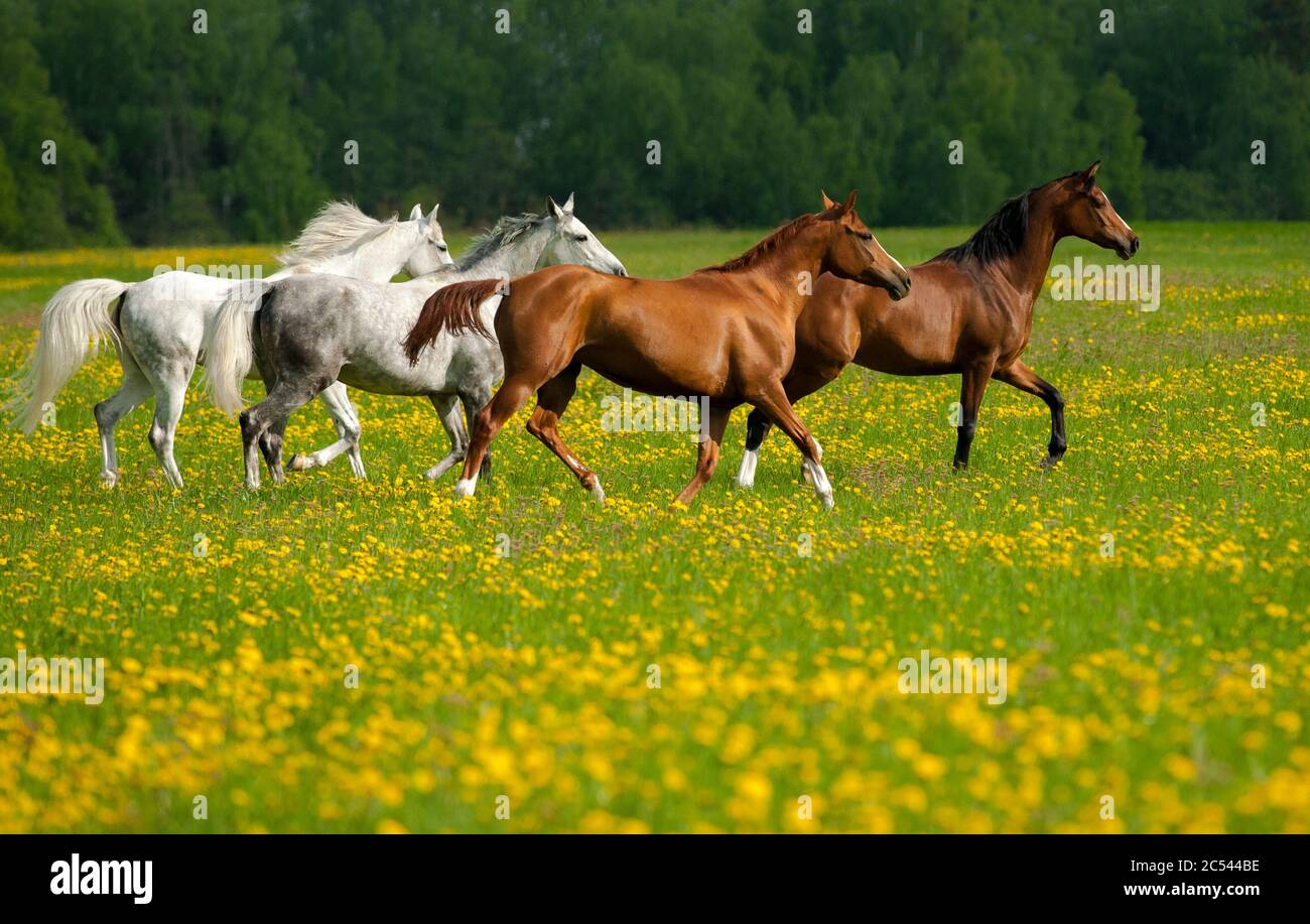 Beautiful horses on freedom in the field of dandelions Stock Photo Alamy