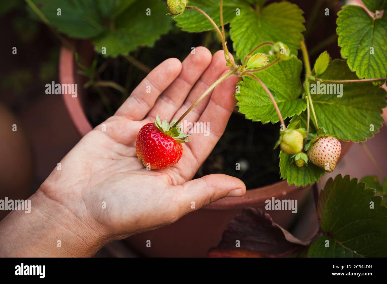 Young woman on her terrace home gardening, concept natural lifestyle Stock Photo