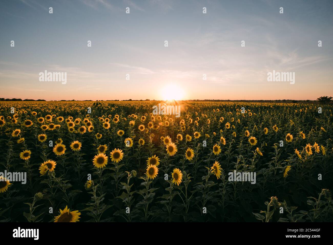 Sunflowers in a sunflower field in Whitewright, TX, on June 22, 2020