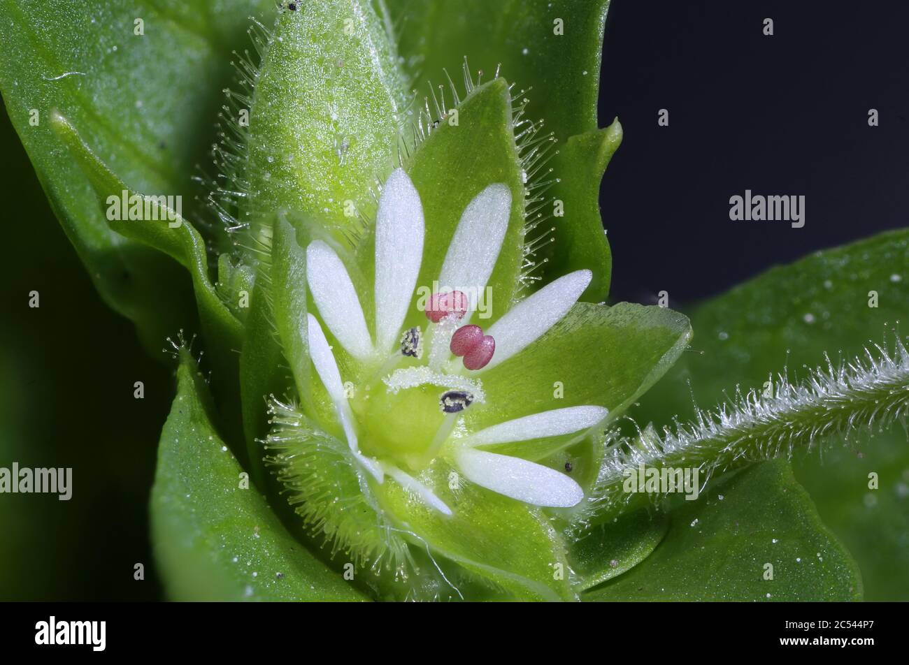 Common Chickweed (Stellaria media). Flower Closeup Stock Photo