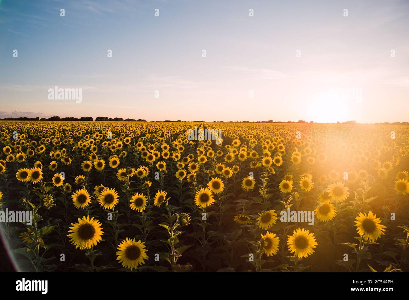 Sunflowers in a sunflower field in Whitewright, TX, on June 22, 2020