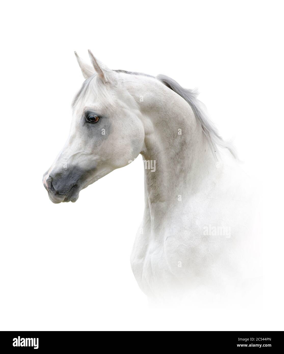 Beautiful arabian stallion, portrait in high key Stock Photo