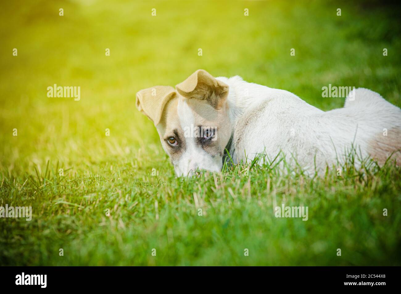 Cute mixed breed pup laying on a backyard with funny face Stock Photo