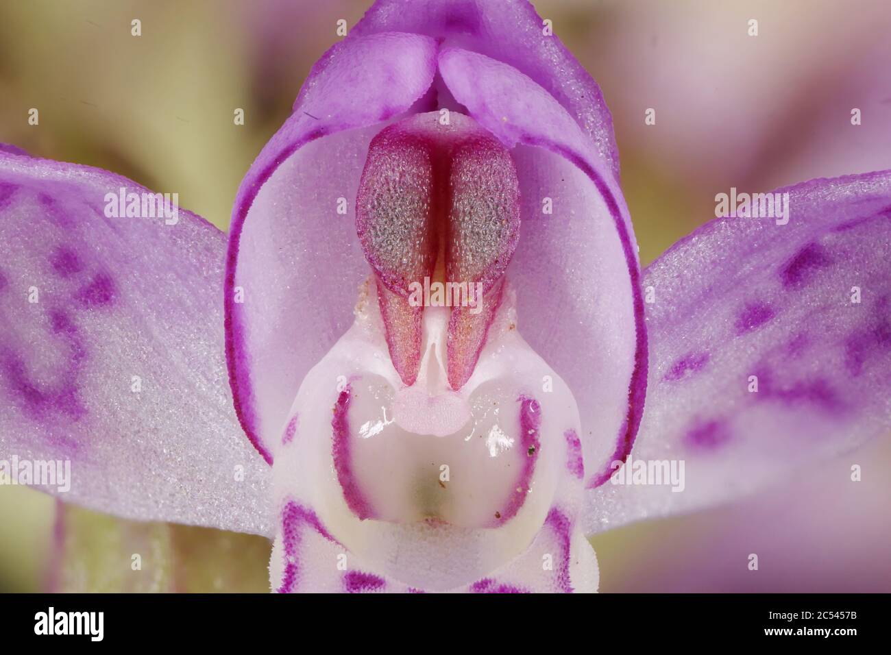 Baltic Spotted Orchid (Dactylorhiza baltica). Flower Detail Closeup Stock Photo