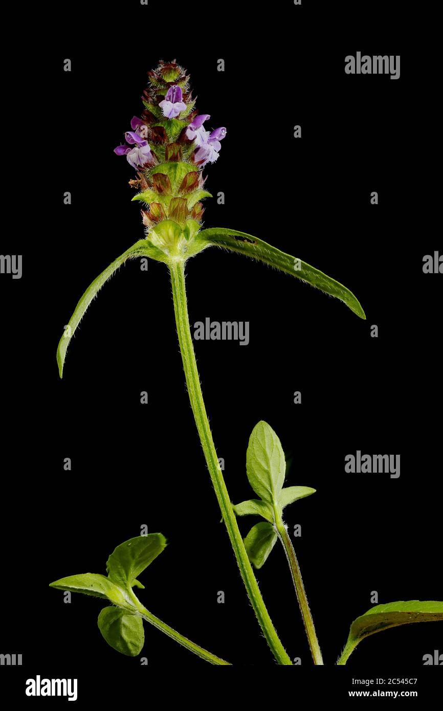 Selfheal (Prunella vulgaris). General Habit Stock Photo
