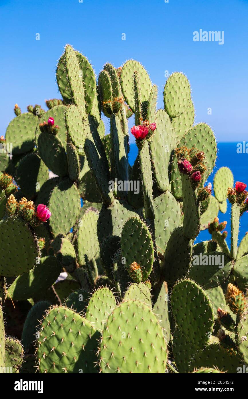 Wild cactus with flowers in a beautiful summer day Stock Photo - Alamy