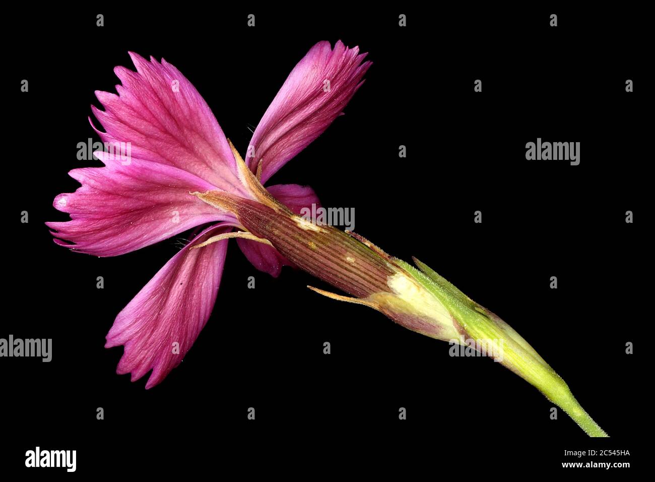 Maiden Pink (Dianthus deltoides). Flower Closeup Stock Photo