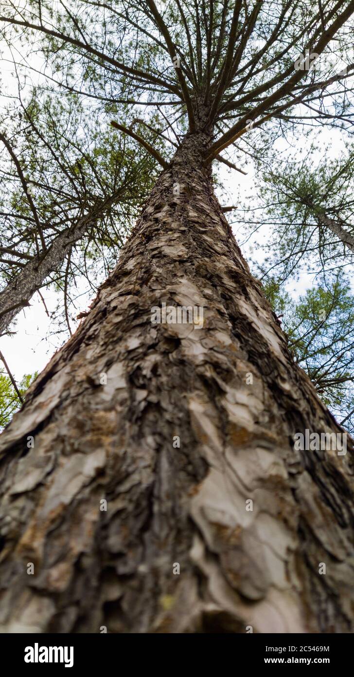 Low angle shot of a tree trunk with its branches under a clear sky ...