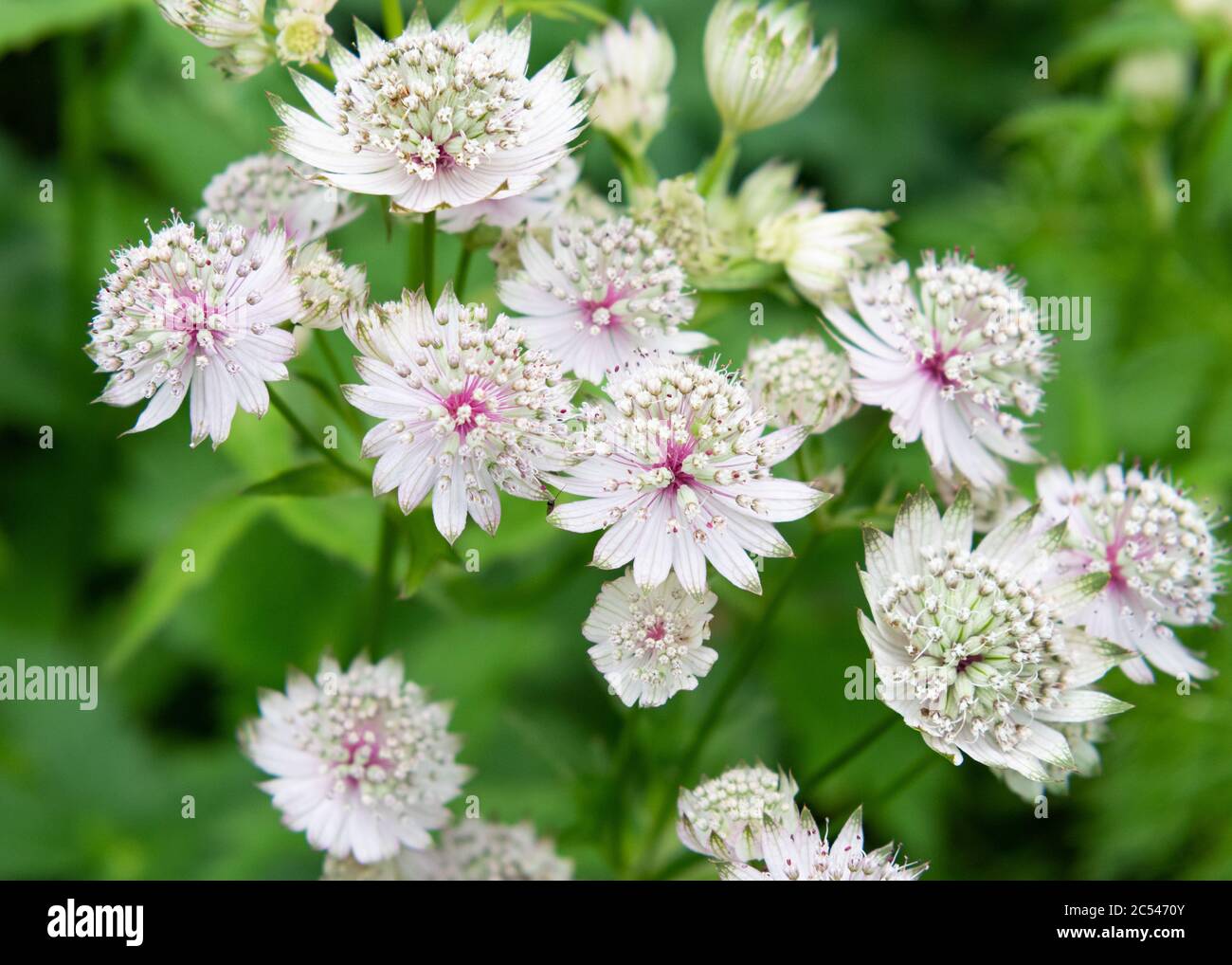 Astrantia Major - Great Masterwort in June - Scotland, UK Stock Photo