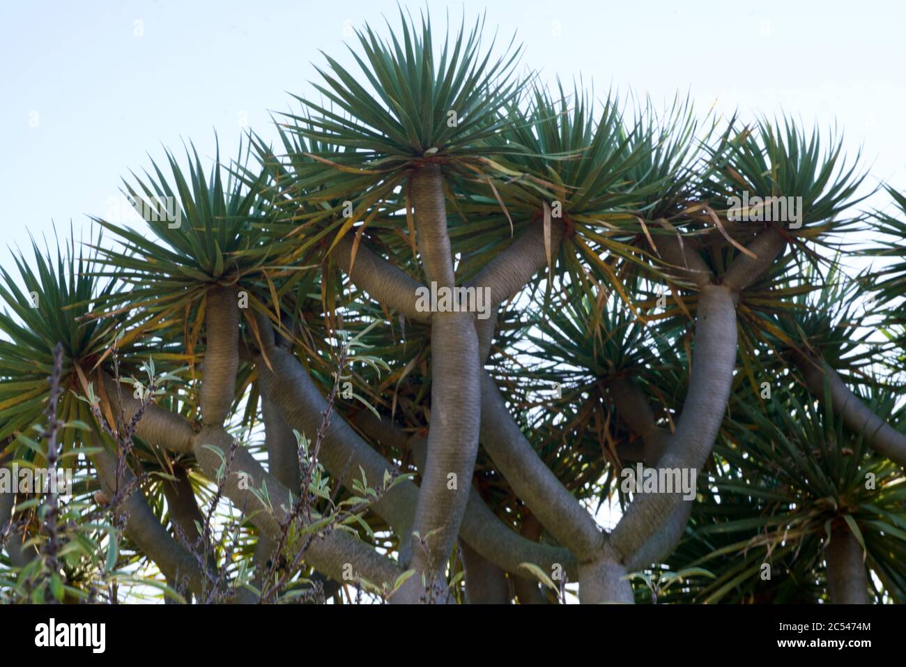 Dragon Blood Tree Indian Ocean High Resolution Stock Photography And Images Alamy Dragon Blood Tree Indian Ocean High Resolution Stock Photography And Images Alamy
