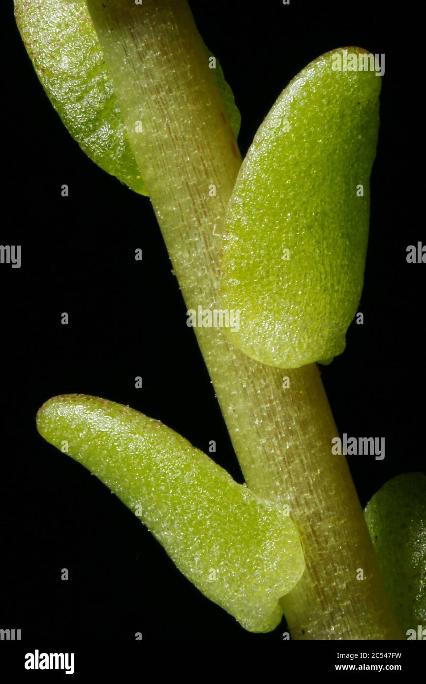Biting Stonecrop (Sedum acre). Leaves Closeup Stock Photo
