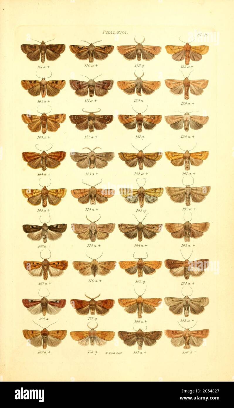 Index entomologicus, or, A complete illustrated catalogue, consisting ...