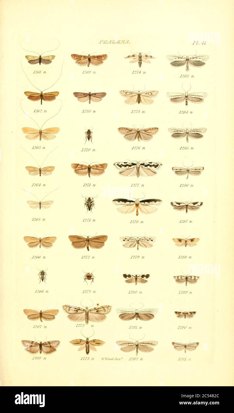 Index entomologicus, or, A complete illustrated catalogue, consisting ...