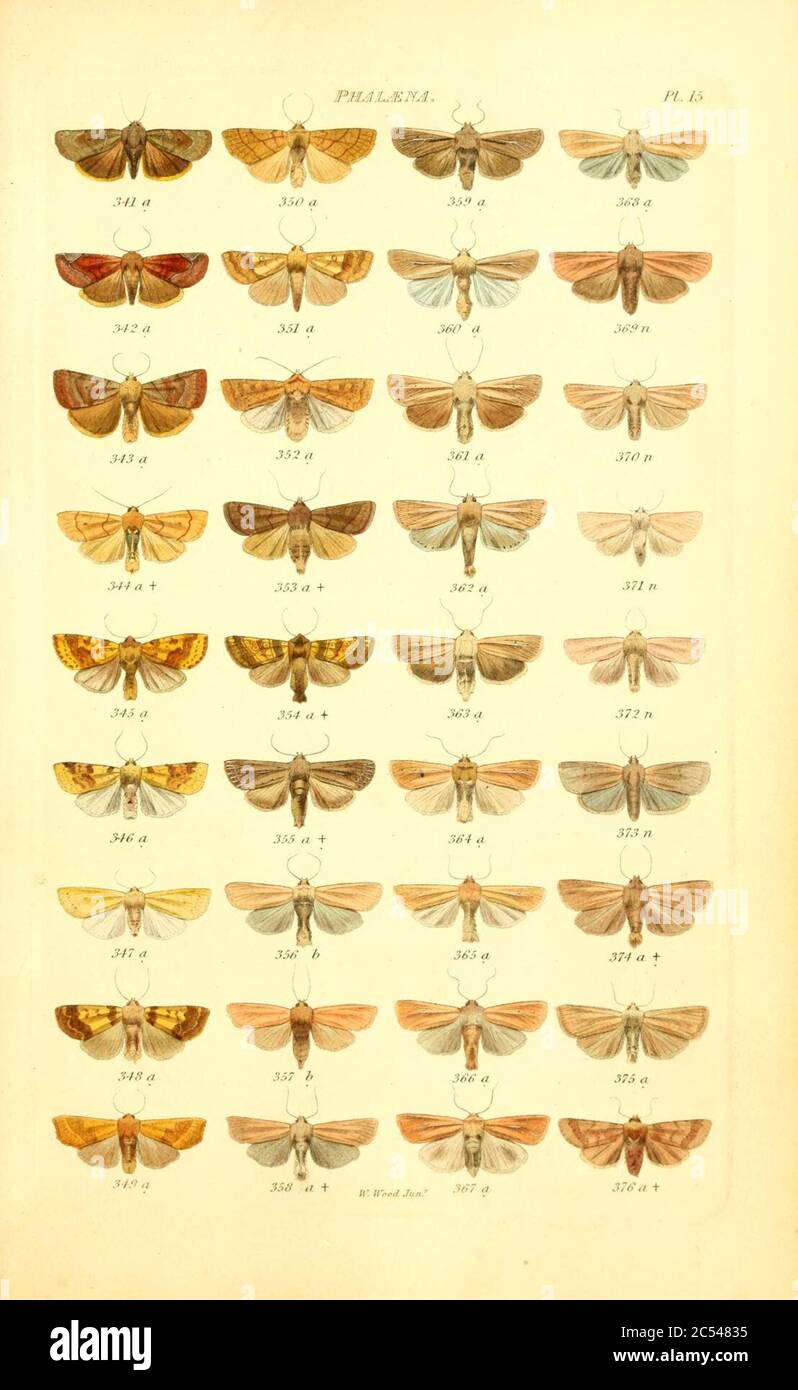Index entomologicus, or, A complete illustrated catalogue, consisting ...