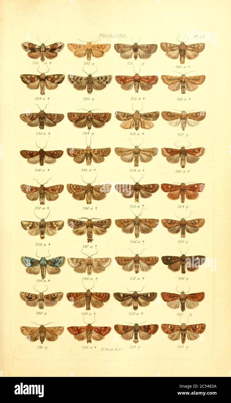 Index entomologicus, or, A complete illustrated catalogue, consisting ...