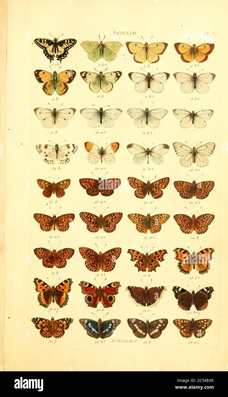 Index entomologicus, or, A complete illustrated catalogue, consisting ...
