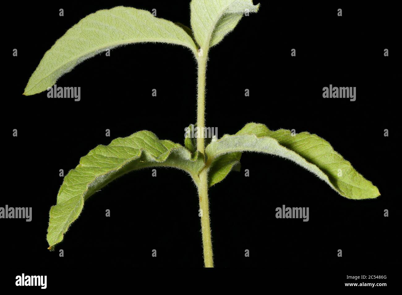 Yellow Loosestrife (Lysimachia vulgaris). Stem and Leaves Closeup Stock Photo