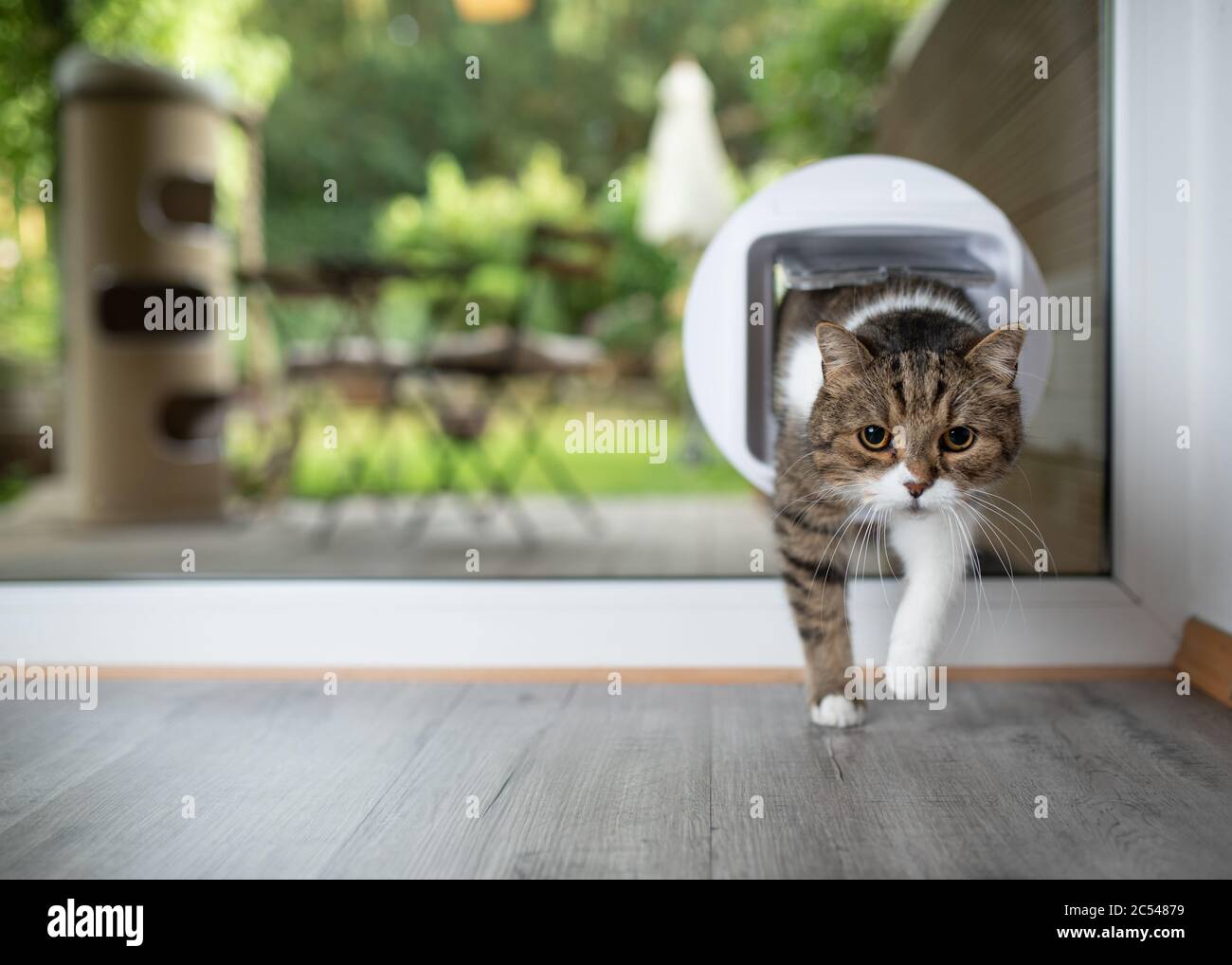 tabby white british shorthair cat entering room by passing through