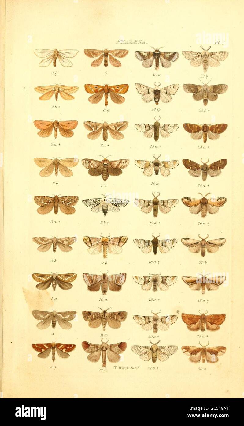 Index entomologicus, or, A complete illustrated catalogue, consisting ...