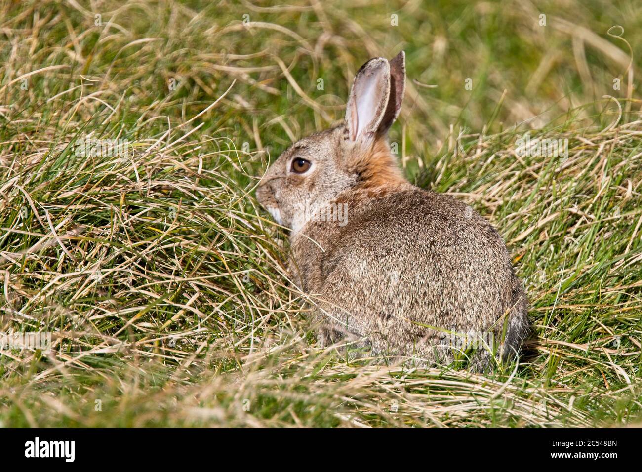 European Rabbit (Oryctolagus cuniculus) on the grassy bank at Marazion Marsh RSPB Reserve, Cornwall, England, UK. Stock Photo