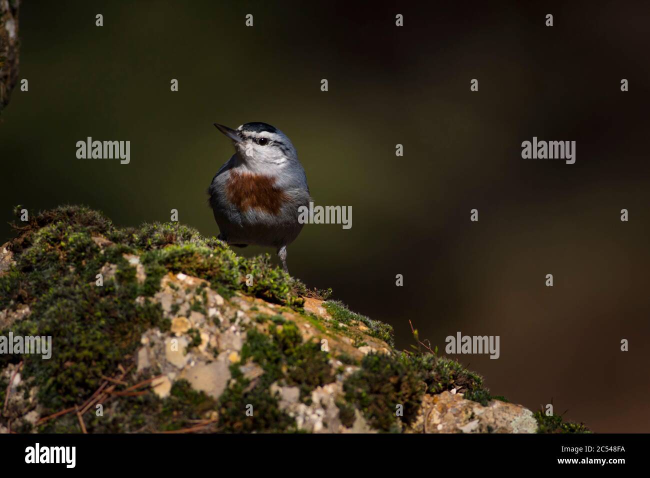 Cute little bird. Dark nature background. Krupers Nuthatch. Sitta krueperi. Stock Photo