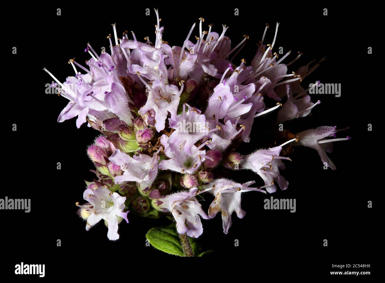 Wild Marjoram (Origanum vulgare). Inflorescence Closeup Stock Photo Alamy
