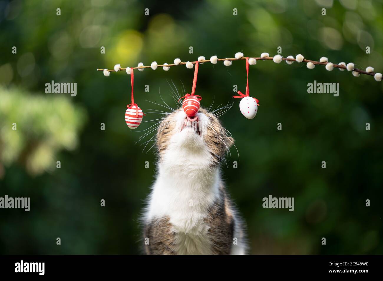 tabby white british shorthair cat rearing up licking easter eggs outdoors in nature Stock Photo