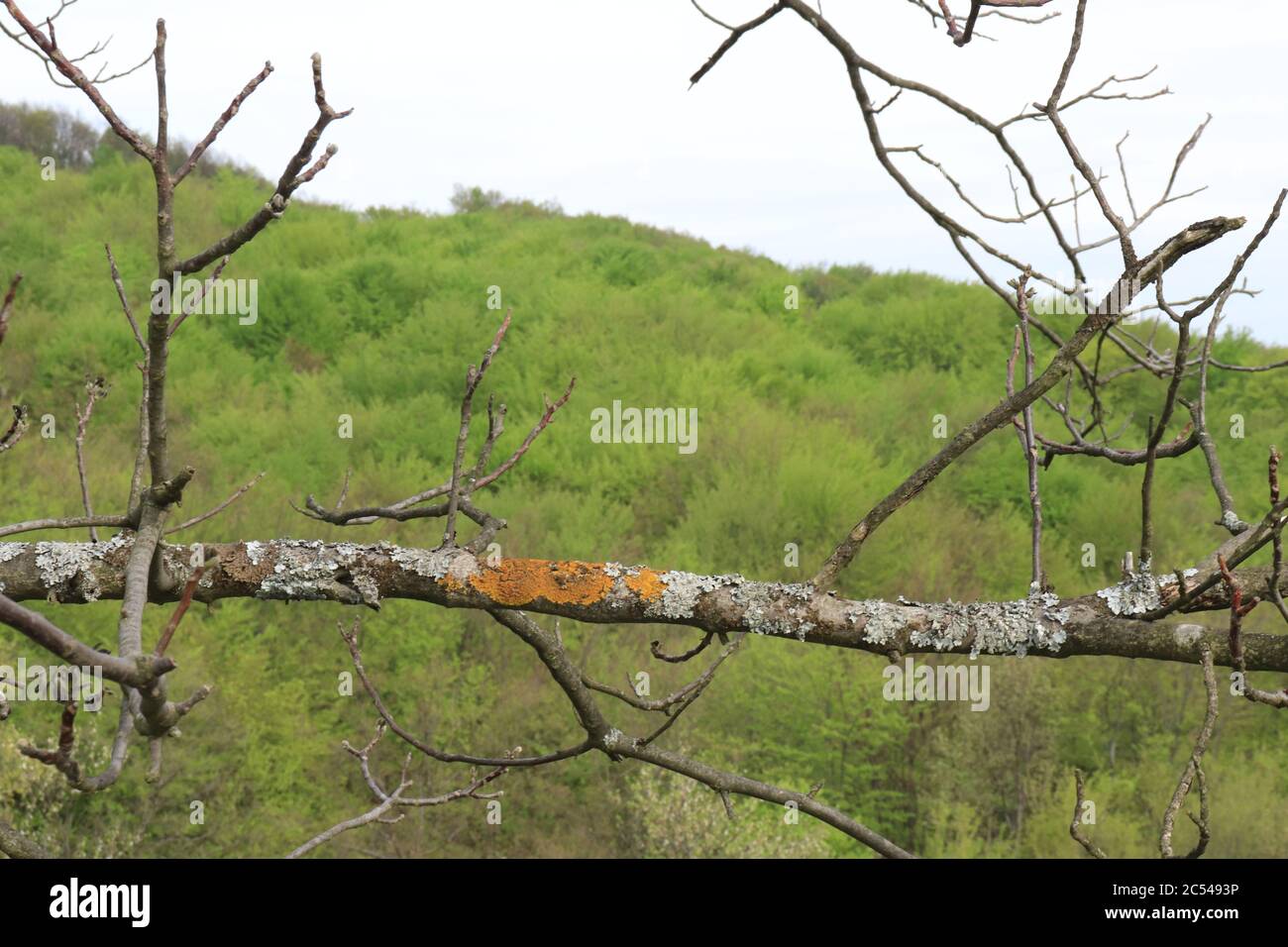 Dried branches of trees in the woods Stock Photo