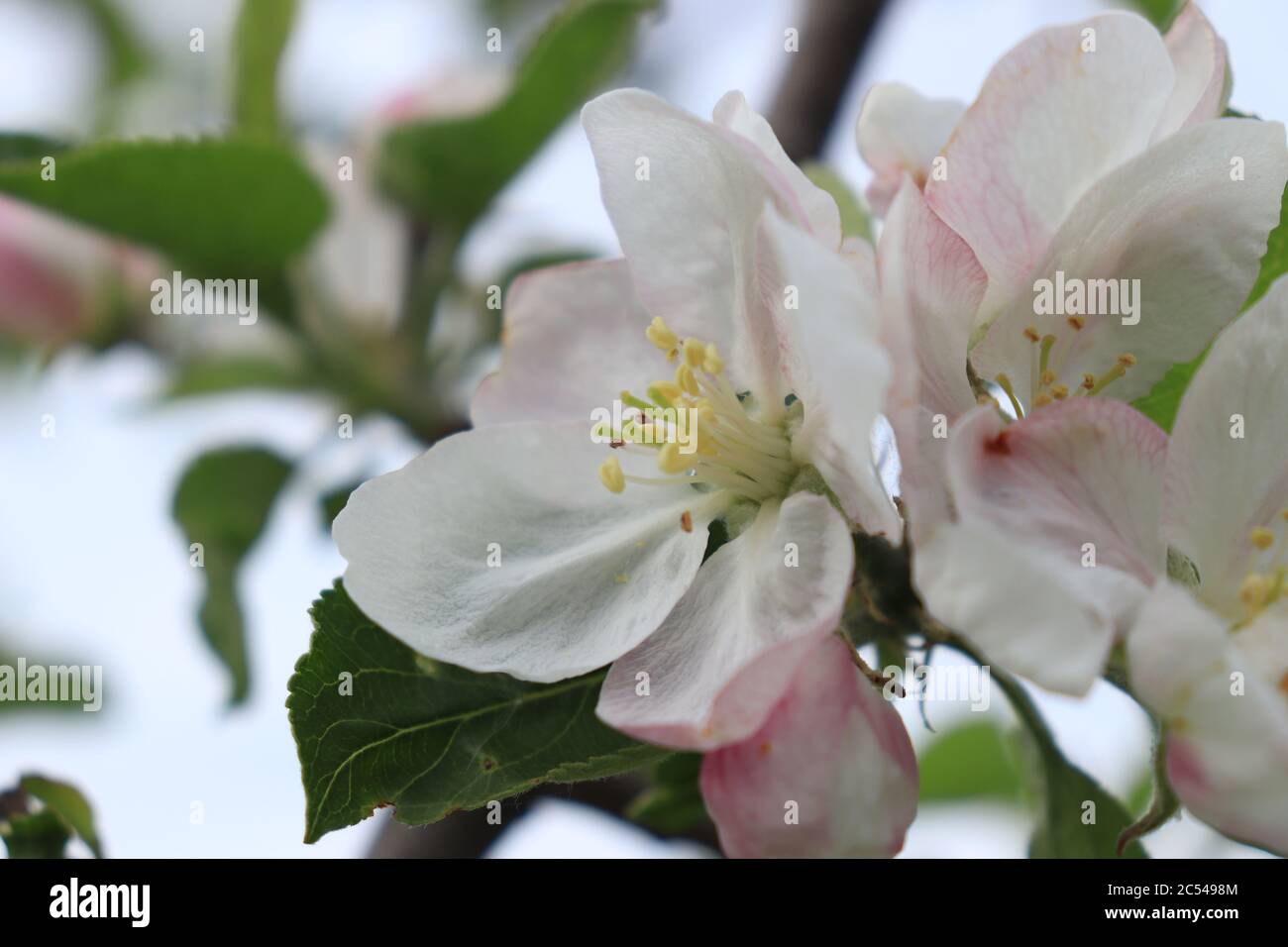 A white cherry blossom in early spring and a blurred background for the rest of the photo Stock Photo
