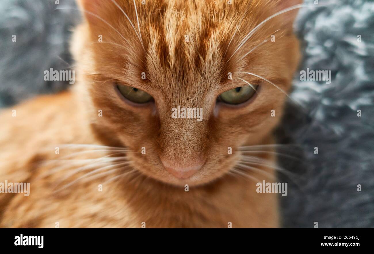Close-up portrait of ginger cat looking down on fluffy gray background. Front view serious or angry cat concept. Stock Photo