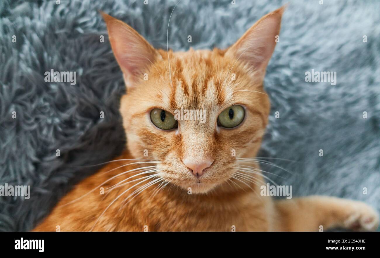 Ginger cat close-up portrait. Adult red cat looking straight to camera on gray fluffy blanket background Stock Photo