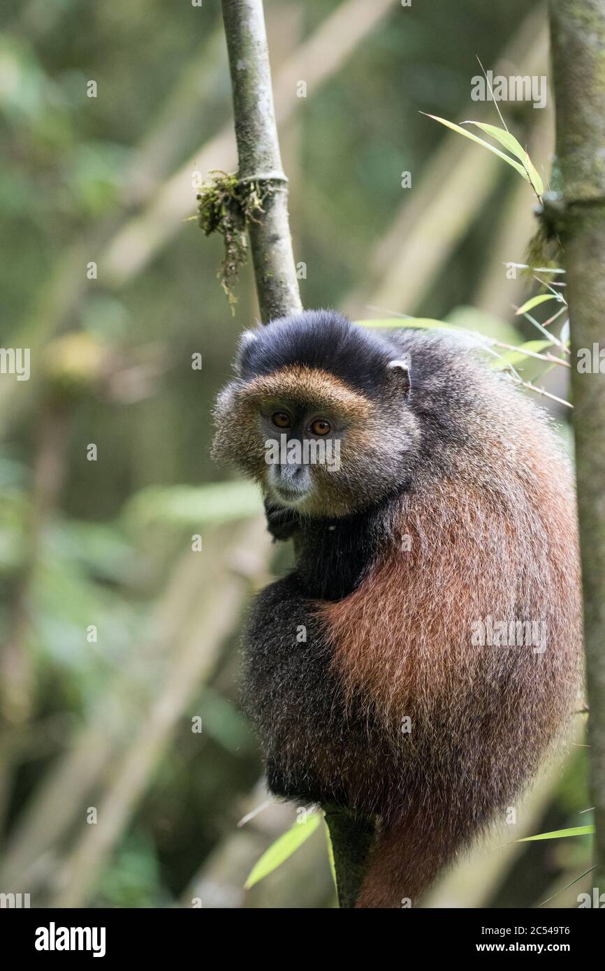 Golden monkey clinging to a tree in Volcanoes National Park, Rwanda Stock Photo