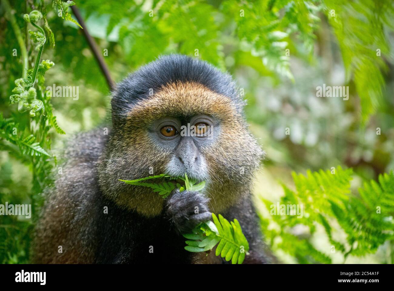 Portrait of a golden monkey eating leaves in Volcanoes National Park, Rwanda Stock Photo