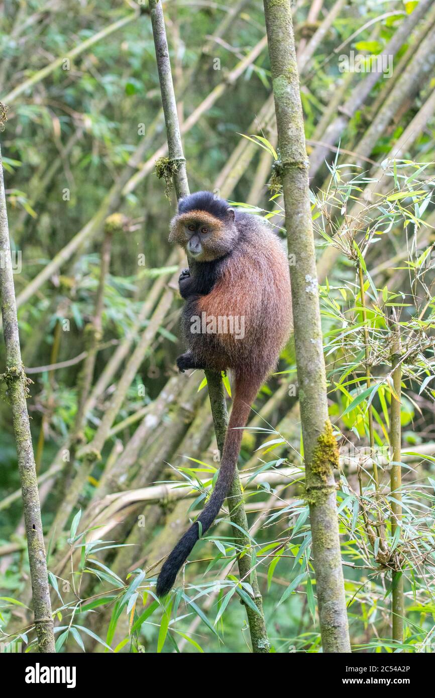 Golden monkey clinging to a tree in Volcanoes National Park, Rwanda Stock Photo