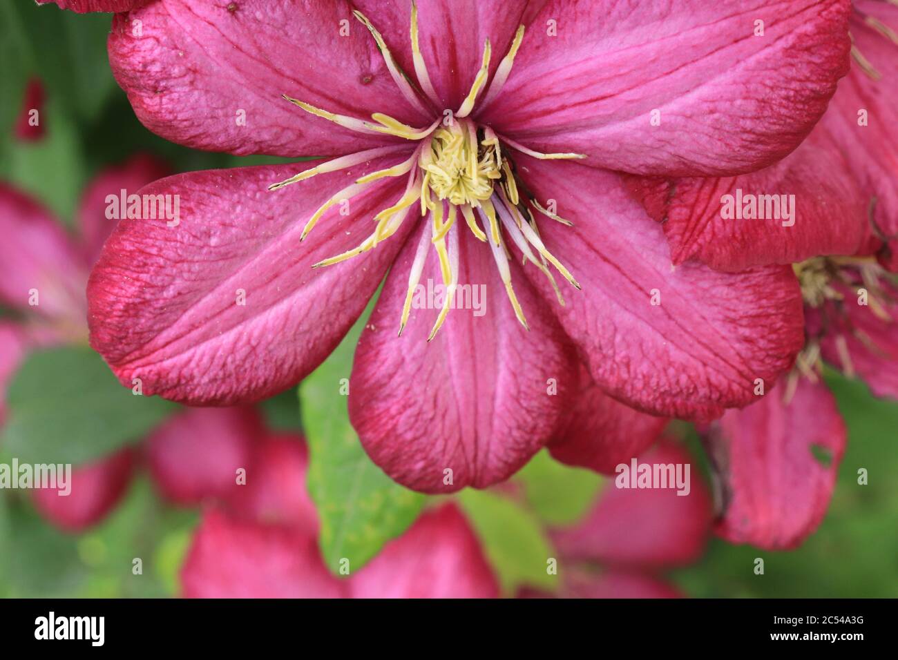 Red flowers of a young Clematis climbing ornamental Stock Photo
