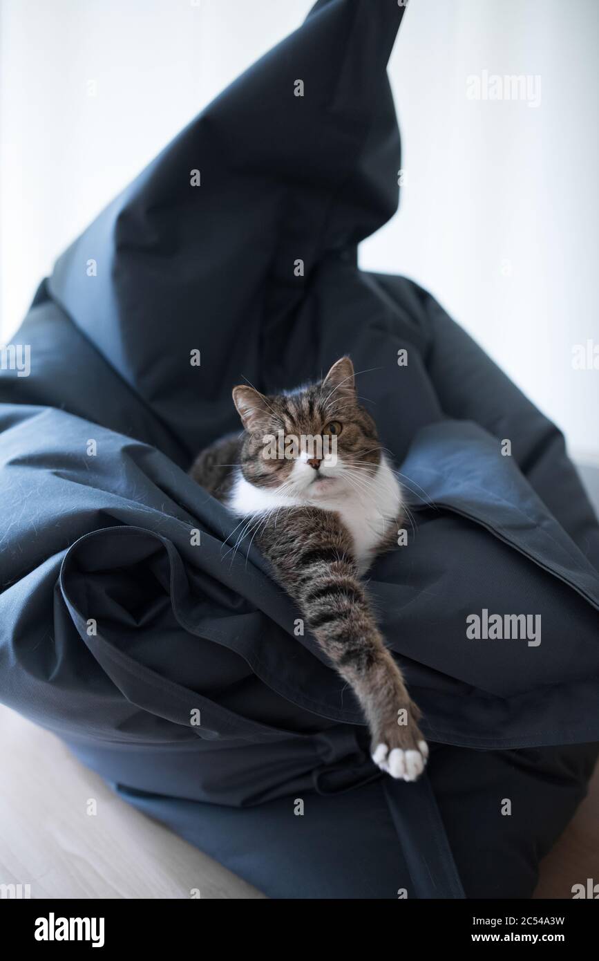 tabby british shorthair cat relaxing like a boss on a bean bag looking at camera Stock Photo